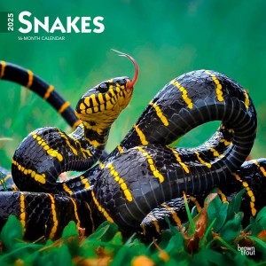 Snakes | 2025 12 x 24 Inch Monthly Square Wall Calendar