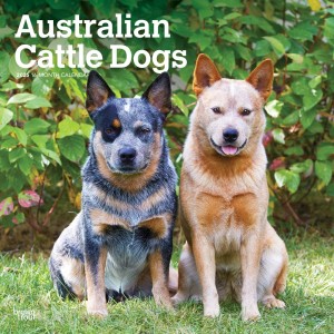 Australian Cattle Dogs | 2025 12 x 24 Inch Monthly Square Wall Calendar