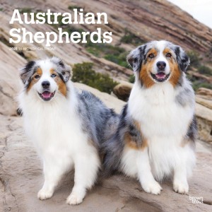 Australian Shepherds | 2025 12 x 24 Inch Monthly Square Wall Calendar
