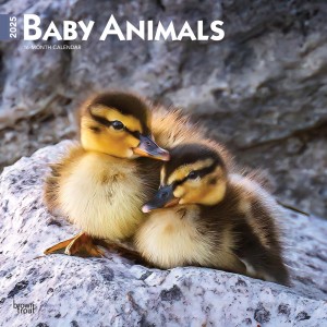 Baby Animals | 2025 12 x 24 Inch Monthly Square Wall Calendar