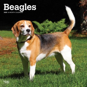 Beagles | 2025 12 x 24 Inch Monthly Square Wall Calendar