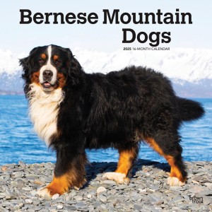 Bernese Mountain Dogs | 2025 12 x 24 Inch Monthly Square Wall Calendar