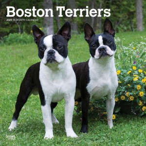Boston Terriers | 2025 12 x 24 Inch Monthly Square Wall Calendar