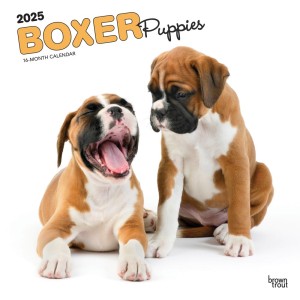 Boxer Puppies | 2025 12 x 24 Inch Monthly Square Wall Calendar