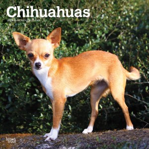 Chihuahuas | 2025 12 x 24 Inch Monthly Square Wall Calendar