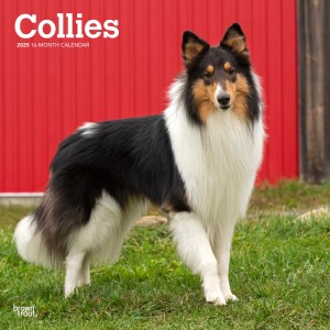 Collies | 2025 12 x 24 Inch Monthly Square Wall Calendar