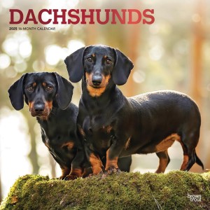 Dachshunds | 2025 12 x 24 Inch Monthly Square Wall Calendar | Foil Stamped Cover