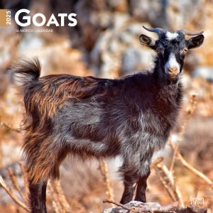 Goats | 2025 12 x 24 Inch Monthly Square Wall Calendar