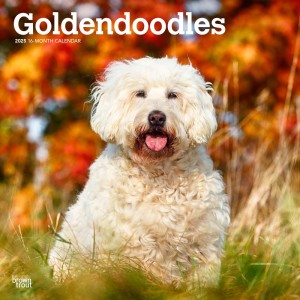 Goldendoodles | 2025 12 x 24 Inch Monthly Square Wall Calendar