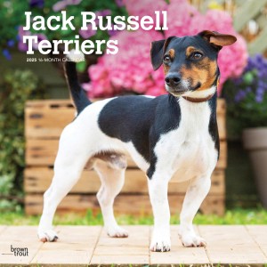 Jack Russell Terriers | 2025 12 x 24 Inch Monthly Square Wall Calendar