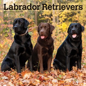 Labrador Retrievers | 2025 12 x 24 Inch Monthly Square Wall Calendar
