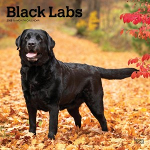 Black Labrador Retrievers | 2025 12 x 24 Inch Monthly Square Wall Calendar