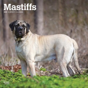 Mastiffs | 2025 12 x 24 Inch Monthly Square Wall Calendar