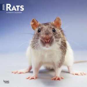 Rats | 2025 12 x 24 Inch Monthly Square Wall Calendar