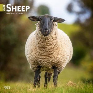 Sheep | 2025 12 x 24 Inch Monthly Square Wall Calendar
