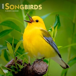 Songbirds | 2025 12 x 24 Inch Monthly Square Wall Calendar | Foil Stamped Cover