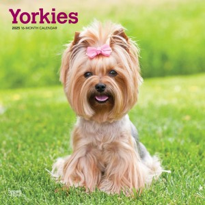Yorkshire Terriers | 2025 12 x 24 Inch Monthly Square Wall Calendar