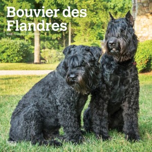 Bouvier des Flandres | 2025 12 x 24 Inch Monthly Square Wall Calendar