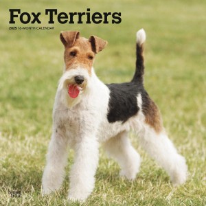 Fox Terriers | 2025 12 x 24 Inch Monthly Square Wall Calendar