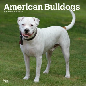 American Bulldogs | 2025 12 x 24 Inch Monthly Square Wall Calendar