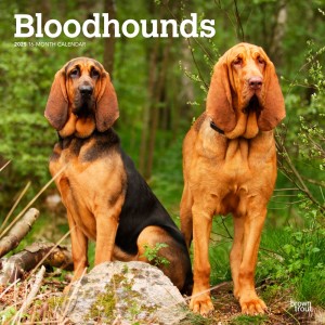 Bloodhounds | 2025 12 x 24 Inch Monthly Square Wall Calendar