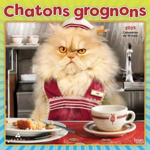 Avanti Chatons Grognons | 2025 12 x 24 Inch Monthly Square Wall Calendar | French Language