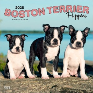 Boston Terrier Puppies | 2026 12 x 24 Inch (Hanging) Monthly Square Wall Calendar