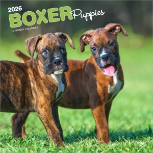 Boxer Puppies | 2026 12 x 24 Inch (Hanging) Monthly Square Wall Calendar