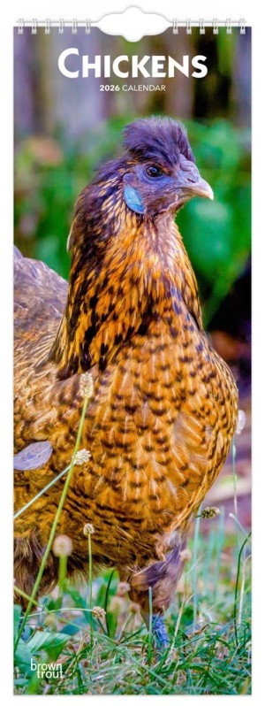 Chickens | 2026  5.7 x 16.5 Inch (Hanging) Monthly Slimline Wall Calendar