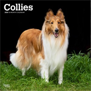 Collies | 2026 12 x 24 Inch (Hanging) Monthly Square Wall Calendar