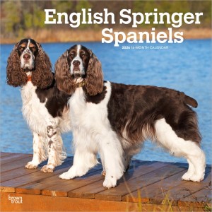 English Springer Spaniels | 2026 12 x 24 Inch (Hanging) Monthly Square Wall Calendar