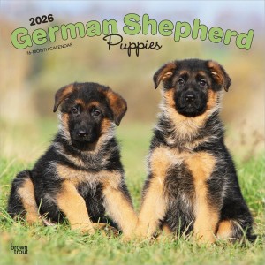 German Shepherd Puppies | 2026 12 x 24 Inch (Hanging) Monthly Square Wall Calendar