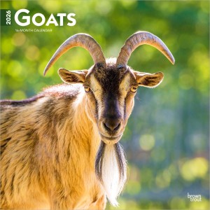 Goats | 2026 12 x 24 Inch (Hanging) Monthly Square Wall Calendar