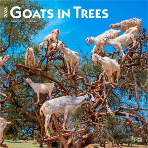 Goats in Trees | 2026 12 x 24 Inch (Hanging) Monthly Square Wall Calendar