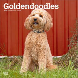 Goldendoodles | 2026 12 x 24 Inch (Hanging) Monthly Square Wall Calendar