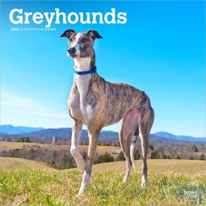 Greyhounds | 2026 12 x 24 Inch (Hanging) Monthly Square Wall Calendar