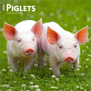 Piglets | 2026 12 x 24 Inch (Hanging) Monthly Square Wall Calendar