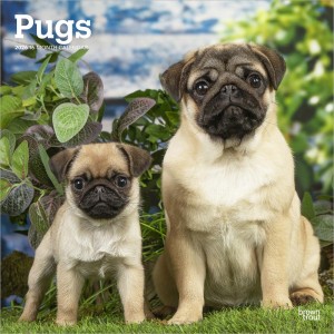 Pugs | 2026 12 x 24 Inch (Hanging) Monthly Square Wall Calendar