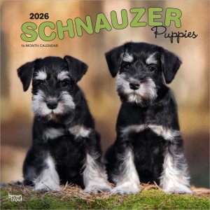 Schnauzer Puppies | 2026 12 x 24 Inch (Hanging) Monthly Square Wall Calendar