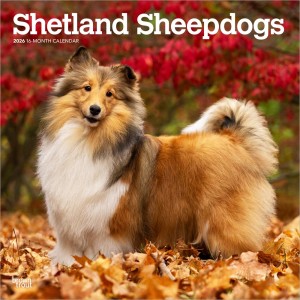 Shetland Sheepdogs | 2026 12 x 24 Inch (Hanging) Monthly Square Wall Calendar