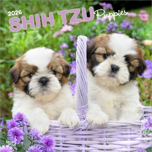 Shih Tzu Puppies | 2026 12 x 24 Inch (Hanging) Monthly Square Wall Calendar