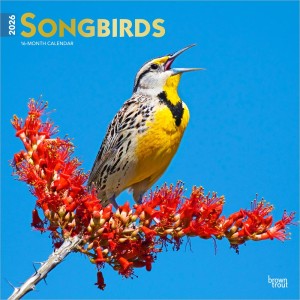Songbirds | 2026 12 x 24 Inch (Hanging) Monthly Square Wall Calendar | Foil Stamped Cover