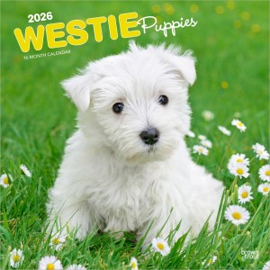 West Highland White Terrier Puppies | 2026 12 x 24 Inch (Hanging) Monthly Square Wall Calendar